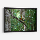 Pajaro Mot Mot 1 - Fernando Lopez | Cuadro decorativo de Canvas Lab