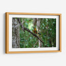 Pajaro Mot Mot 1 - Fernando Lopez | Cuadro decorativo de Canvas Lab