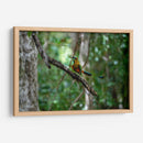 Pajaro Mot Mot 1 - Fernando Lopez | Cuadro decorativo de Canvas Lab