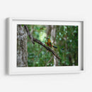 Pajaro Mot Mot 1 - Fernando Lopez | Cuadro decorativo de Canvas Lab