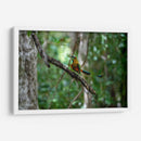 Pajaro Mot Mot 1 - Fernando Lopez | Cuadro decorativo de Canvas Lab