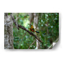 Pajaro Mot Mot 1 - Fernando Lopez | Cuadro decorativo de Canvas Lab