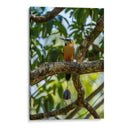 Pajaro Mot Mot 2 - Fernando Lopez | Cuadro decorativo de Canvas Lab