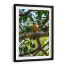 Pajaro Mot Mot 2 - Fernando Lopez | Cuadro decorativo de Canvas Lab