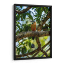 Pajaro Mot Mot 2 - Fernando Lopez | Cuadro decorativo de Canvas Lab
