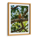 Pajaro Mot Mot 2 - Fernando Lopez | Cuadro decorativo de Canvas Lab