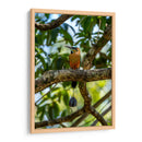 Pajaro Mot Mot 2 - Fernando Lopez | Cuadro decorativo de Canvas Lab