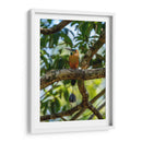 Pajaro Mot Mot 2 - Fernando Lopez | Cuadro decorativo de Canvas Lab