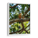 Pajaro Mot Mot 2 - Fernando Lopez | Cuadro decorativo de Canvas Lab