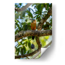 Pajaro Mot Mot 2 - Fernando Lopez | Cuadro decorativo de Canvas Lab