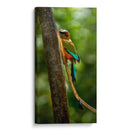 Pajaro mot mot acultandose - Fernando Lopez | Cuadro decorativo de Canvas Lab