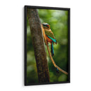 Pajaro mot mot acultandose - Fernando Lopez | Cuadro decorativo de Canvas Lab