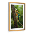 Pajaro mot mot acultandose - Fernando Lopez | Cuadro decorativo de Canvas Lab