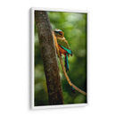 Pajaro mot mot acultandose - Fernando Lopez | Cuadro decorativo de Canvas Lab