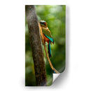 Pajaro mot mot acultandose - Fernando Lopez | Cuadro decorativo de Canvas Lab