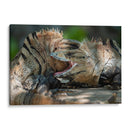Iguanas peleando - Fernando Lopez | Cuadro decorativo de Canvas Lab