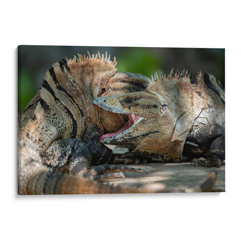 Iguanas peleando - Fernando Lopez | Cuadro decorativo de Canvas Lab