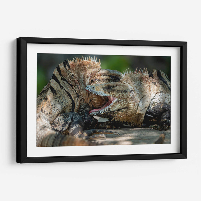 Iguanas peleando - Fernando Lopez | Cuadro decorativo de Canvas Lab