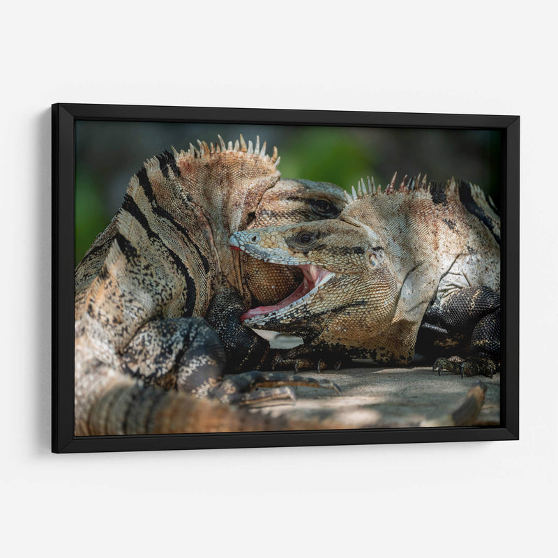 Iguanas peleando - Fernando Lopez | Cuadro decorativo de Canvas Lab