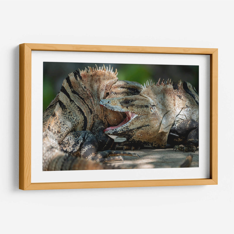 Iguanas peleando - Fernando Lopez | Cuadro decorativo de Canvas Lab