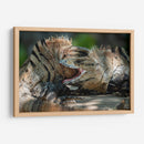 Iguanas peleando - Fernando Lopez | Cuadro decorativo de Canvas Lab