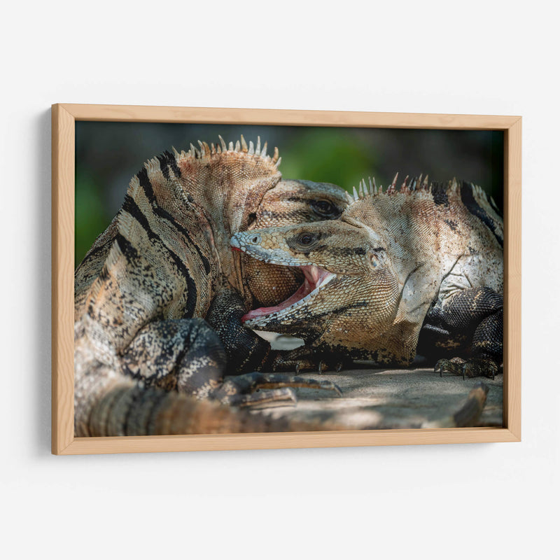Iguanas peleando - Fernando Lopez | Cuadro decorativo de Canvas Lab