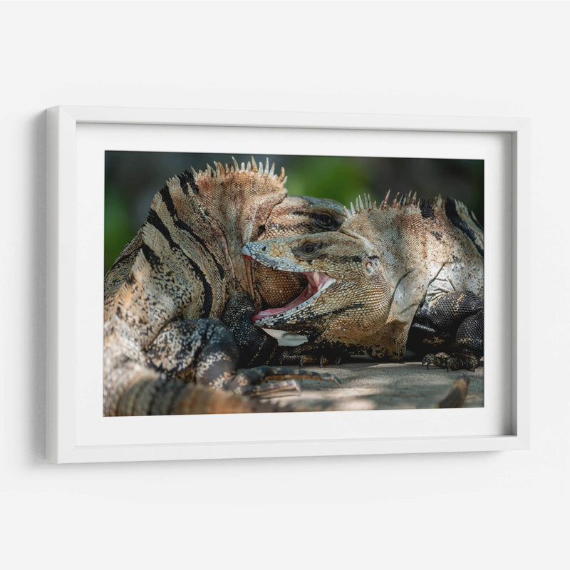 Iguanas peleando - Fernando Lopez | Cuadro decorativo de Canvas Lab