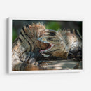 Iguanas peleando - Fernando Lopez | Cuadro decorativo de Canvas Lab