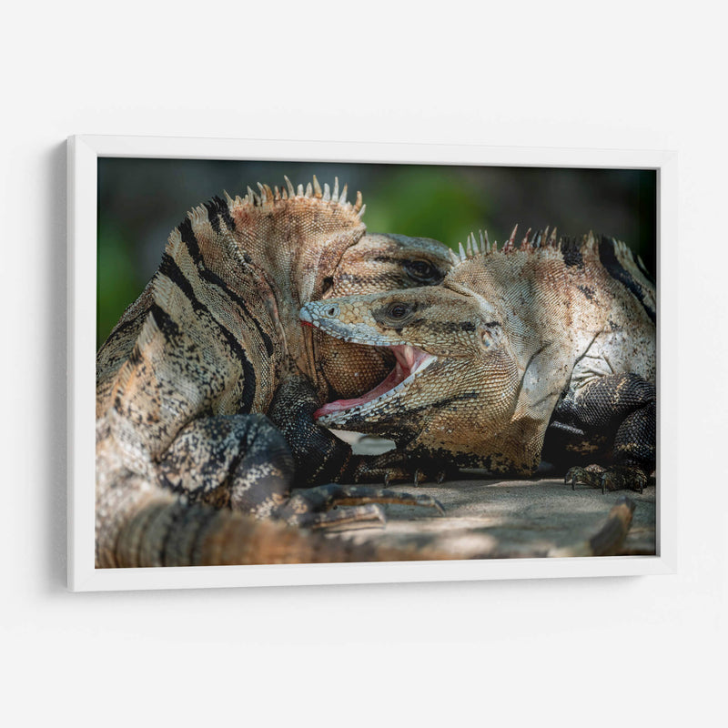 Iguanas peleando - Fernando Lopez | Cuadro decorativo de Canvas Lab