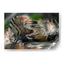 Iguanas peleando - Fernando Lopez | Cuadro decorativo de Canvas Lab