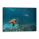 Dos torugas nadando - Fernando Lopez | Cuadro decorativo de Canvas Lab