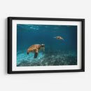 Dos torugas nadando - Fernando Lopez | Cuadro decorativo de Canvas Lab