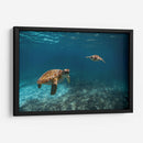 Dos torugas nadando - Fernando Lopez | Cuadro decorativo de Canvas Lab
