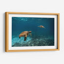 Dos torugas nadando - Fernando Lopez | Cuadro decorativo de Canvas Lab