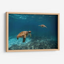 Dos torugas nadando - Fernando Lopez | Cuadro decorativo de Canvas Lab