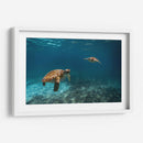 Dos torugas nadando - Fernando Lopez | Cuadro decorativo de Canvas Lab