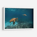 Dos torugas nadando - Fernando Lopez | Cuadro decorativo de Canvas Lab