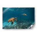 Dos torugas nadando - Fernando Lopez | Cuadro decorativo de Canvas Lab
