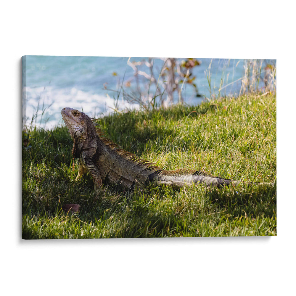 Iguana - Ana Torres | Cuadro decorativo de Canvas Lab