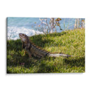 Iguana - Ana Torres | Cuadro decorativo de Canvas Lab