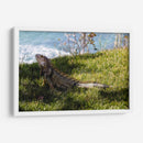 Iguana - Ana Torres | Cuadro decorativo de Canvas Lab