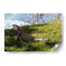 Iguana - Ana Torres | Cuadro decorativo de Canvas Lab