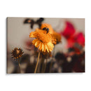 The bee and the flower - Ana Torres | Cuadro decorativo de Canvas Lab