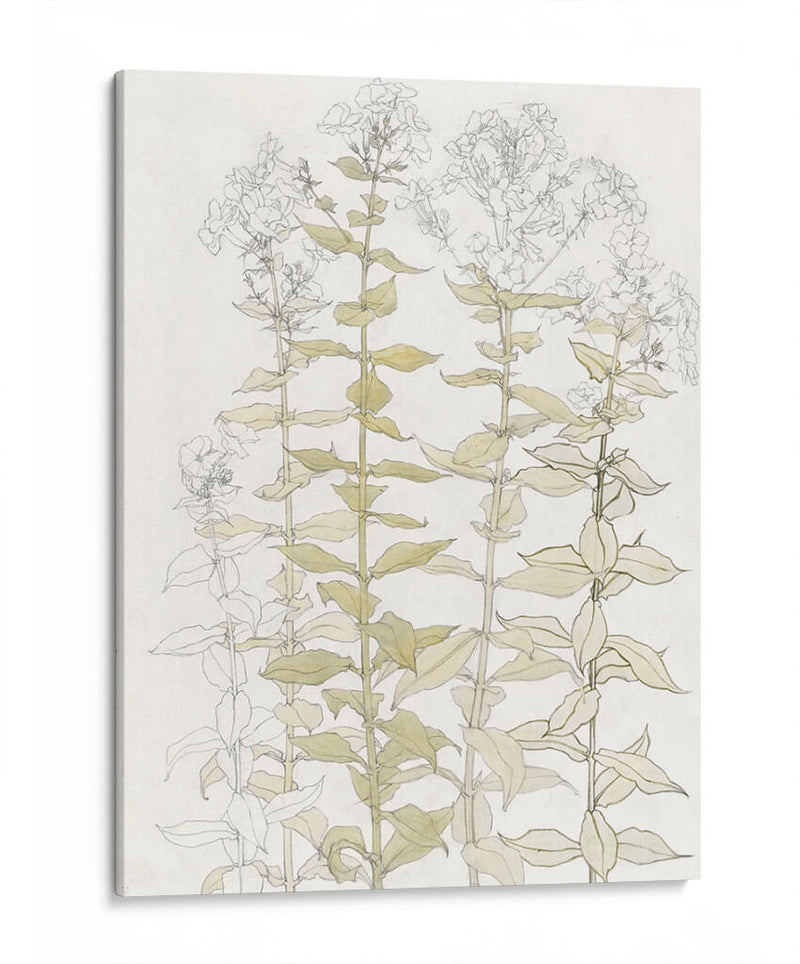 Phlox Color Sketch - Julie de Graag | Cuadro decorativo de Canvas Lab