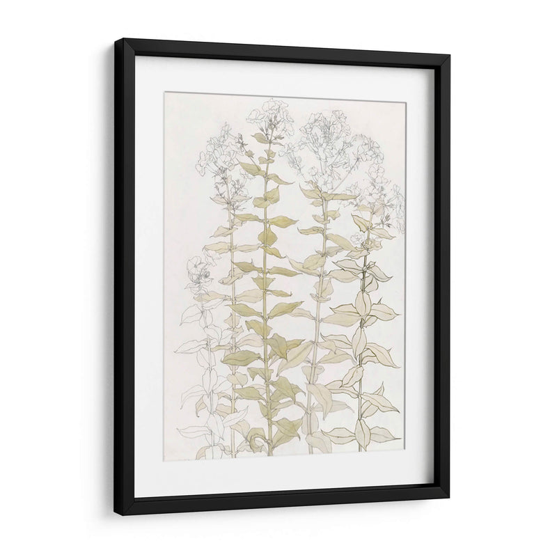 Phlox Color Sketch - Julie de Graag | Cuadro decorativo de Canvas Lab