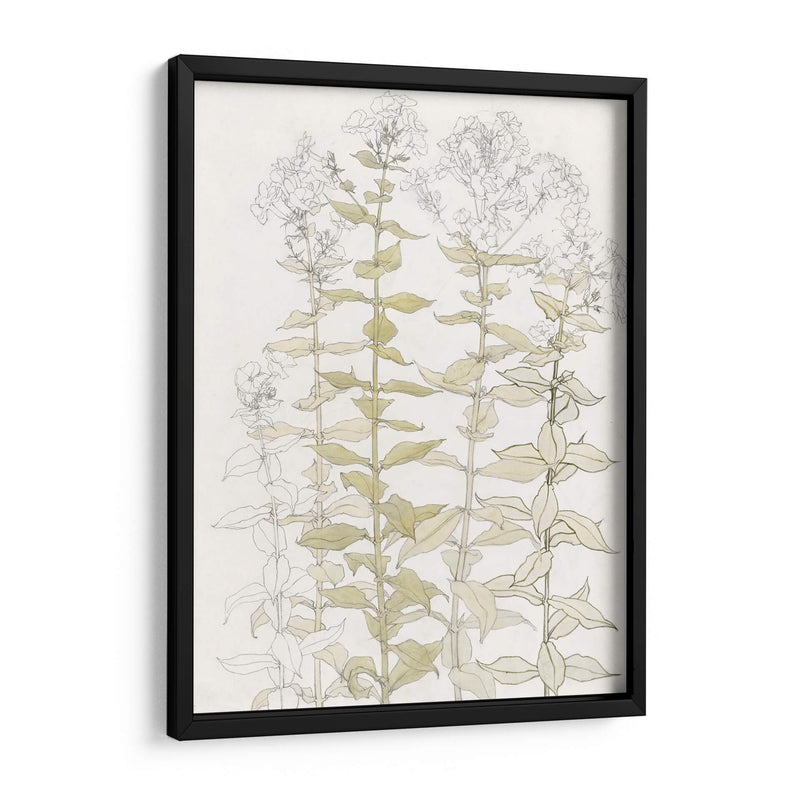 Phlox Color Sketch - Julie de Graag | Cuadro decorativo de Canvas Lab