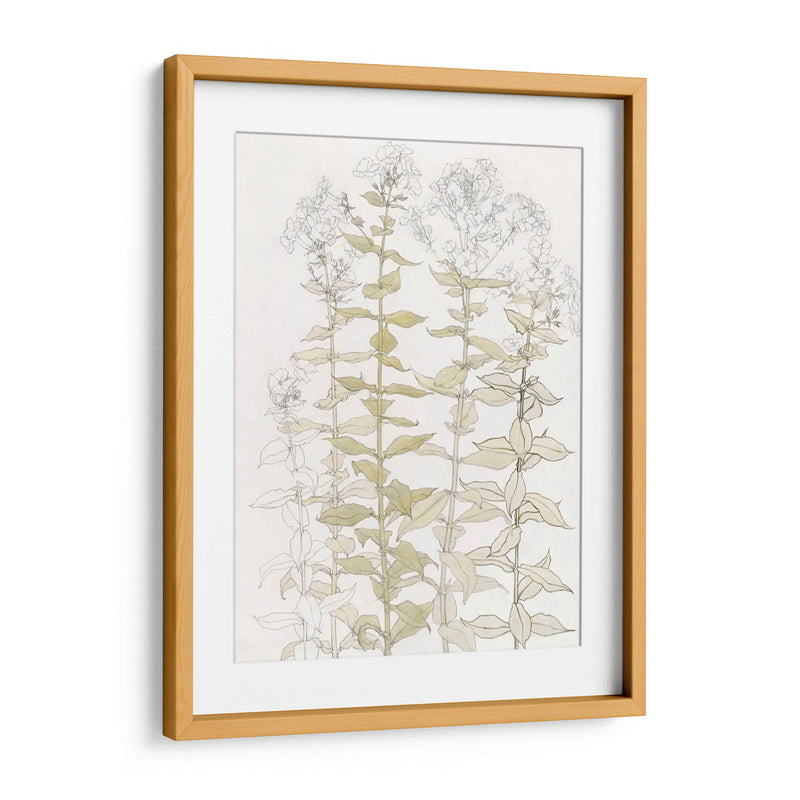 Phlox Color Sketch - Julie de Graag | Cuadro decorativo de Canvas Lab