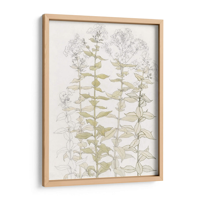 Phlox Color Sketch - Julie de Graag | Cuadro decorativo de Canvas Lab