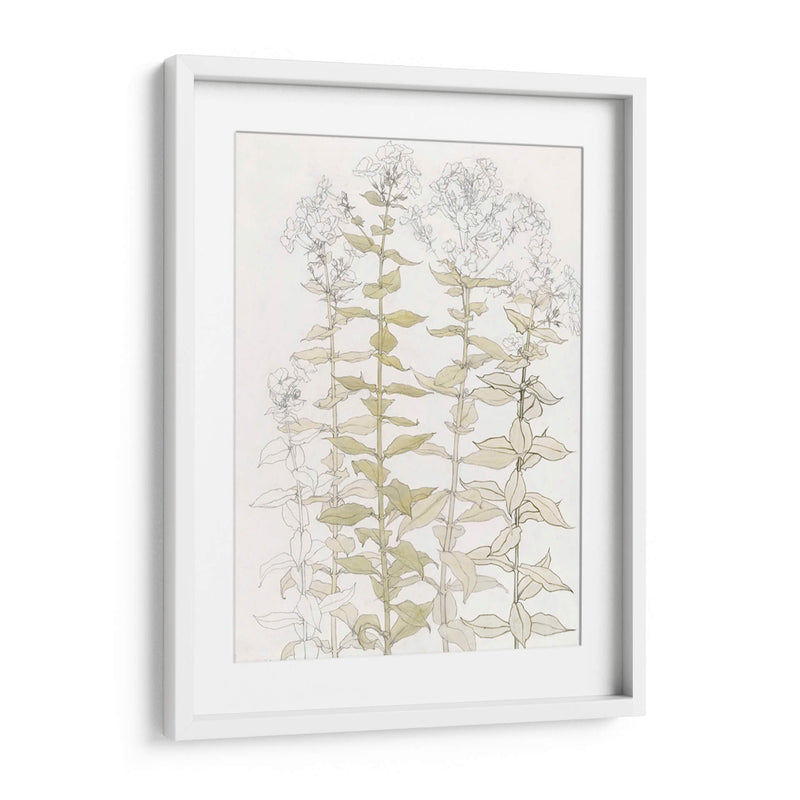 Phlox Color Sketch - Julie de Graag | Cuadro decorativo de Canvas Lab