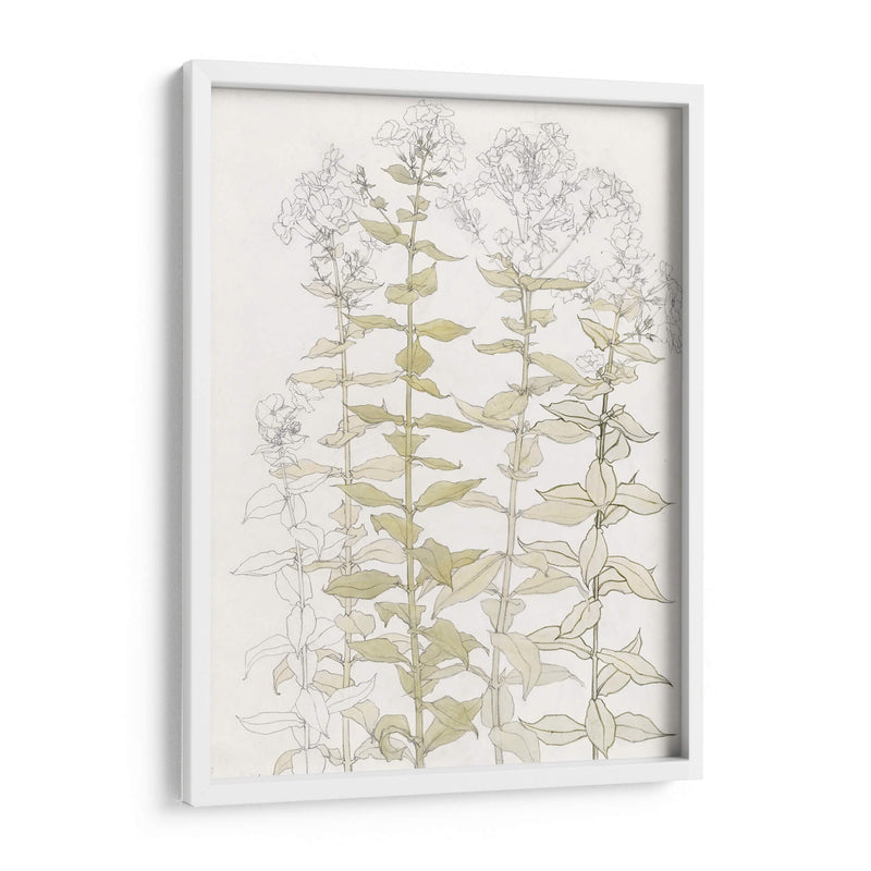 Phlox Color Sketch - Julie de Graag | Cuadro decorativo de Canvas Lab